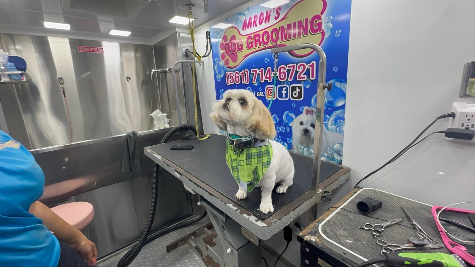 Happy freshly groomed dog with bandana