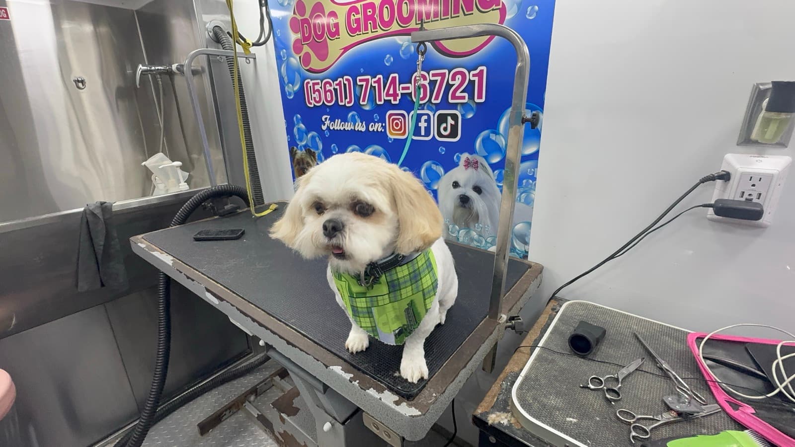 Happy freshly groomed dog